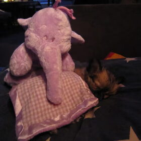 Slapende Jacey