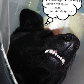Geen ochtendhond