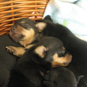 Luie pups