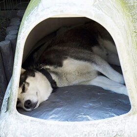 Husky Kayak in zijn Iglo