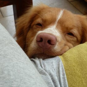 dat koppie