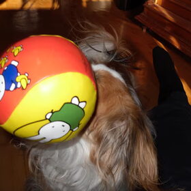 quinty en haar bal