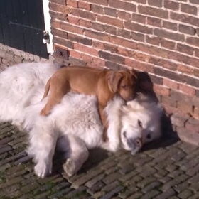Geen titel