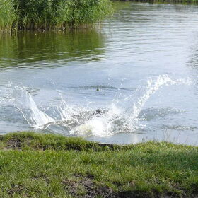 Bal te water.