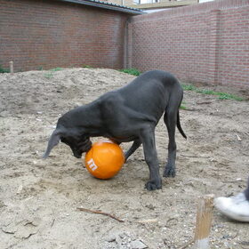 Peanut Ball