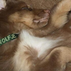 puppyslaapje