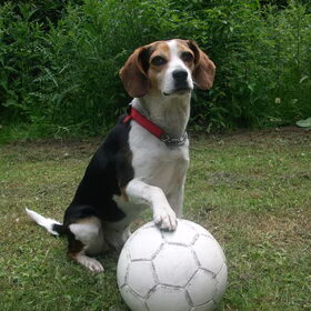 roxy aan de bal