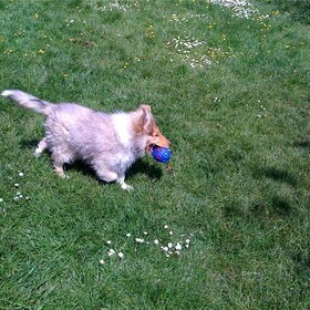Cooper & zijn bal
