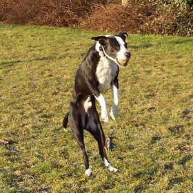 Spike die heeft die bal, die mooie bal van "goud!"
