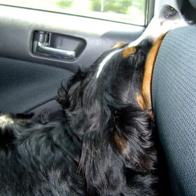 Na een lekkere wandeling even een tukkie in de auto