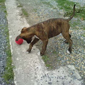 rode bal met stekels