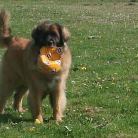 buster met een inmiddels lekken bal