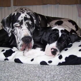 Samen slapen