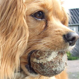 Teske met bal