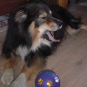 Onze actieve hond