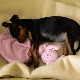 Lina als pupje 8 weken slaapt met knuffel