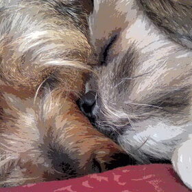 Joy en Max .... lekker slapen