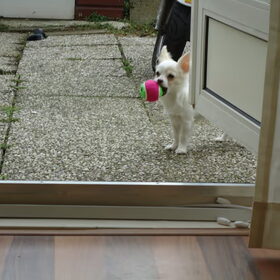 Dit is toch geen HENS?