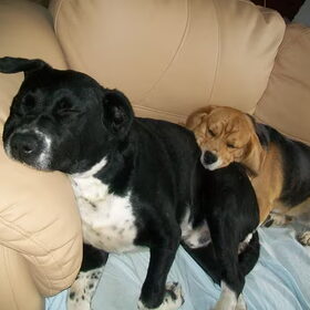 luie doggies