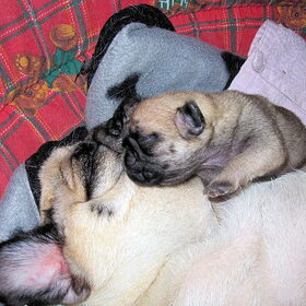 Maaaam wordt nou eens wakker...!