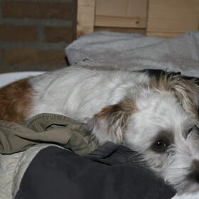 slapen in de wasmand!