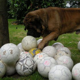 Alle ballen verzamelen....