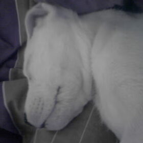 Slapende Lola