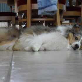 Languit !