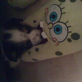 Spongebob was eating me