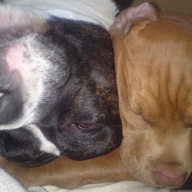Bandit & LAZY