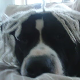 Rasta Bandit!