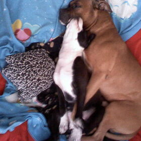 Samen Slapen