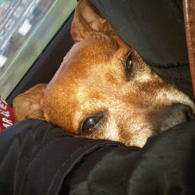 Lui in de trein