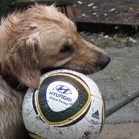 Dobby de Keeper