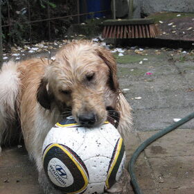 Leg neer die bal!