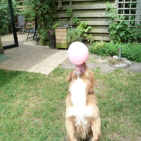 ballon