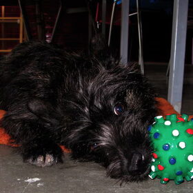 Bobby met de bal