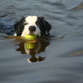 met de bal in het water