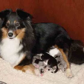 Lekker Chillen met mijn puppies