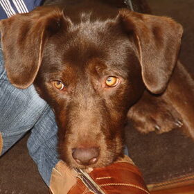 Chico