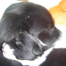"Samen slapies doen"