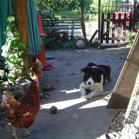 "ach Kippie wil je nog heel even ballen met me?"
