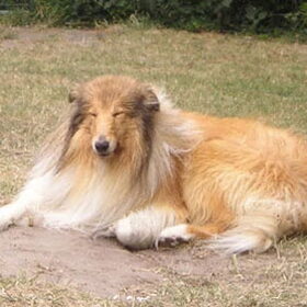 Shahdaroba's collies