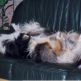 Shahdaroba's collies