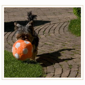 scheids hier is de bal