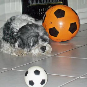 sparky en het WK