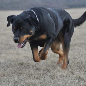 Sprong naar de bal