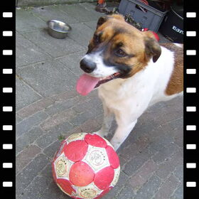 diesel met zn bal