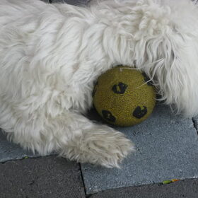 bal