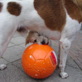 DE KLEINE WESLEY SNEIJDER
